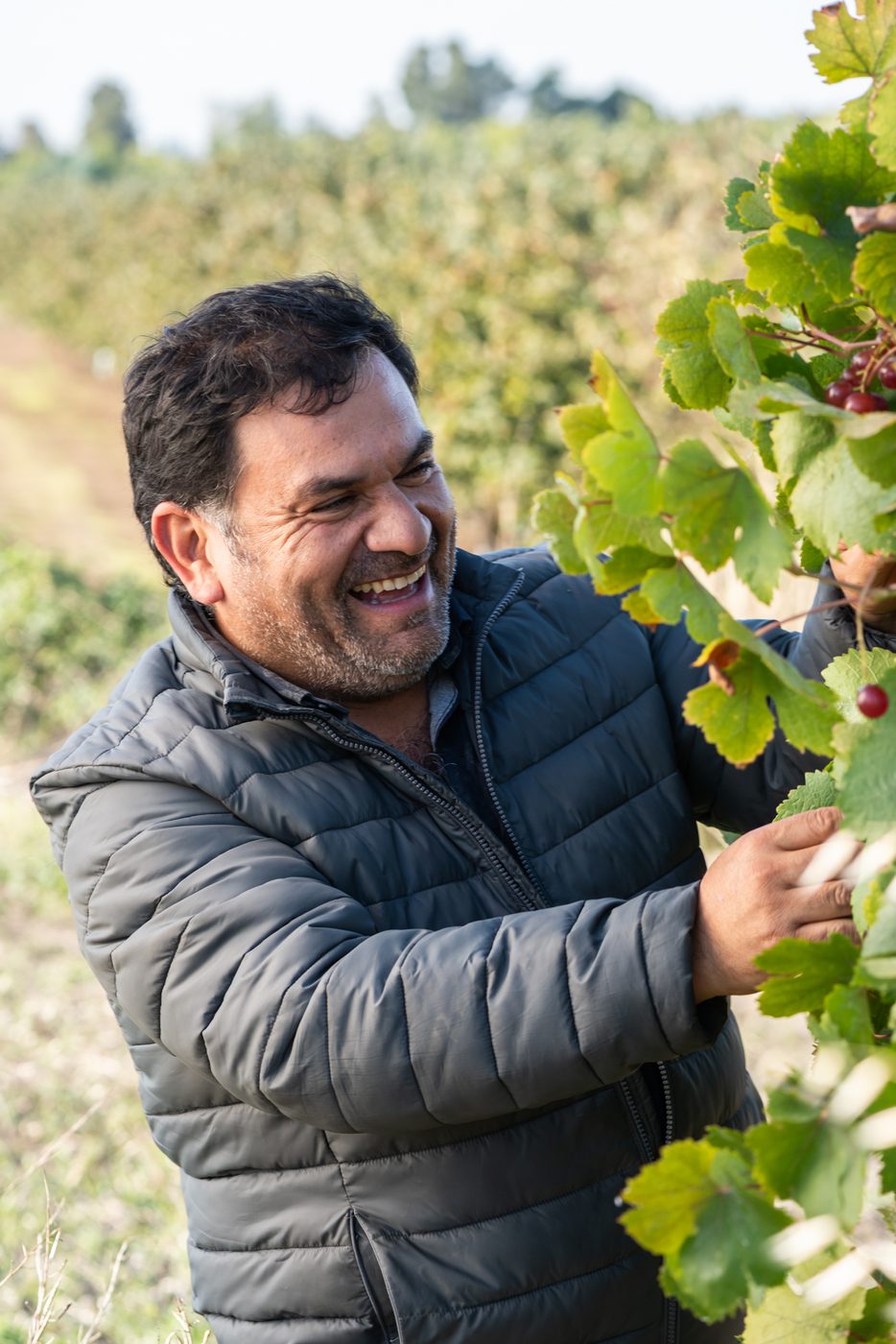 Felipe Pincheira en el viñedo — Enólogo Jefe, Viña Casanueva